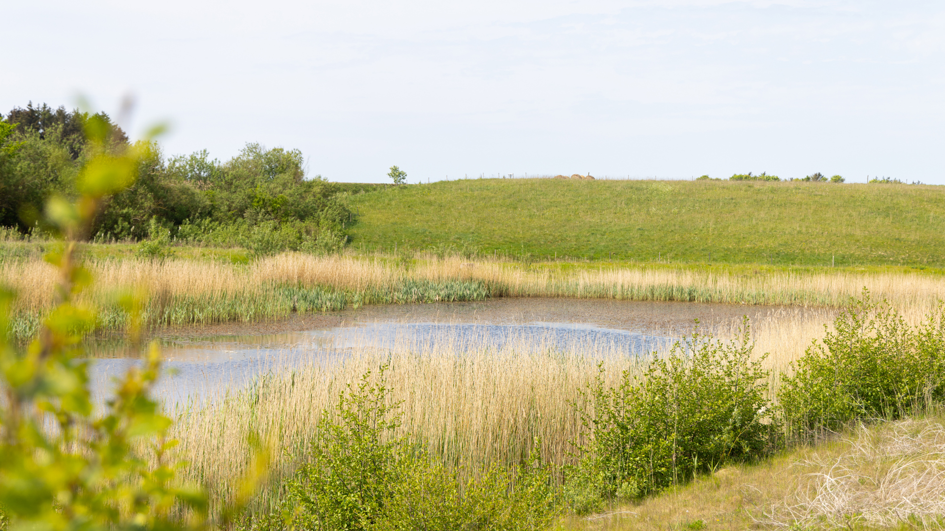 Regnvandsbassin I Ingstrup
