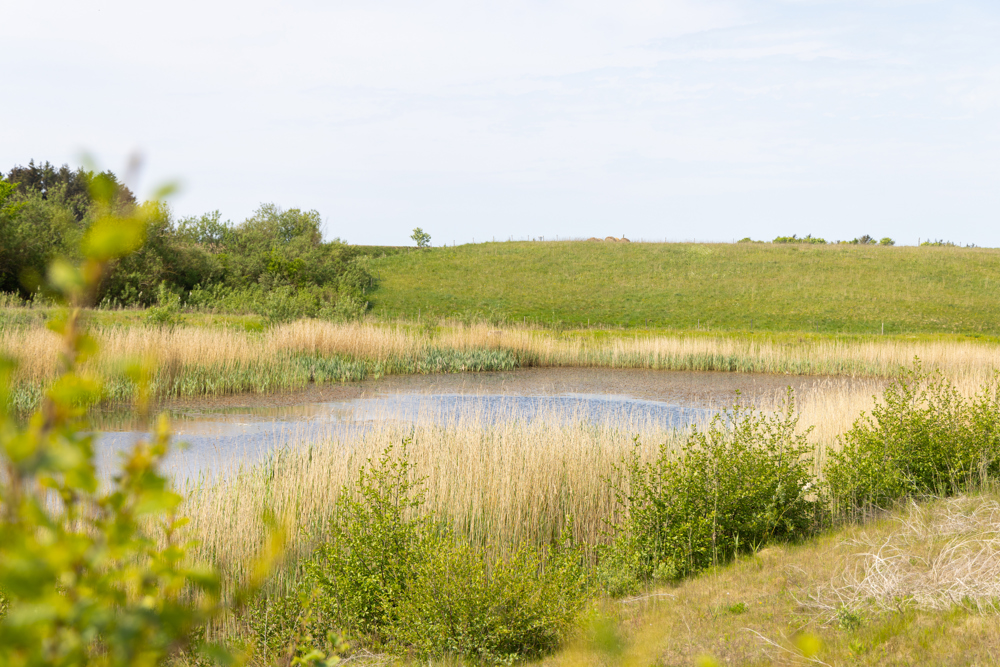 Regnvandsbassin I Ingstrup